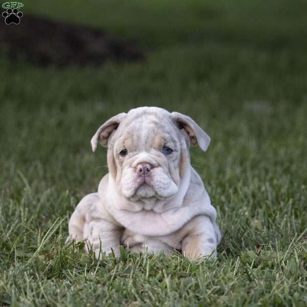Carrie, English Bulldog Puppy